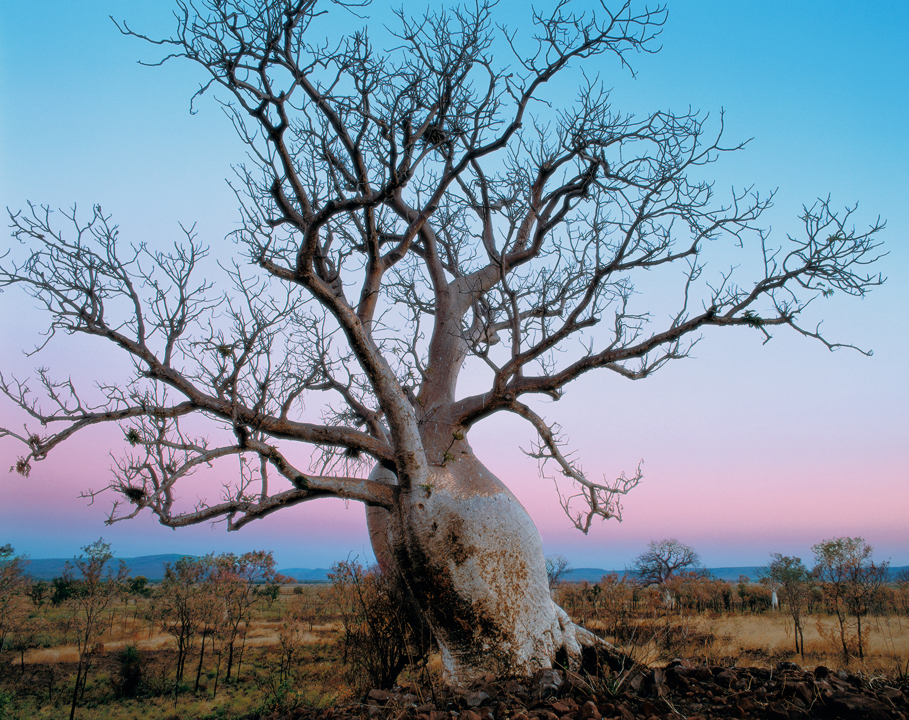 Boab Tree Kimberley Australia