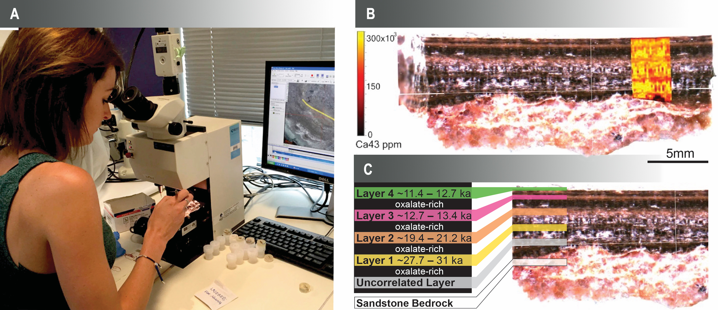 A: micro-drilling samples from individual layers for radiocarbon dating; B: Laser ablation maps showing the distribution of the element calcium within the different layers; C: radiocarbon dating of individual layers identified four key growth periods