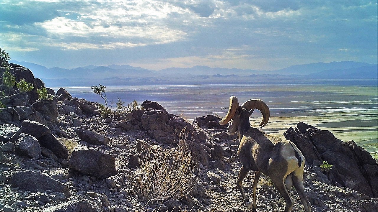  Bighorn Sheep and Native Cosmology