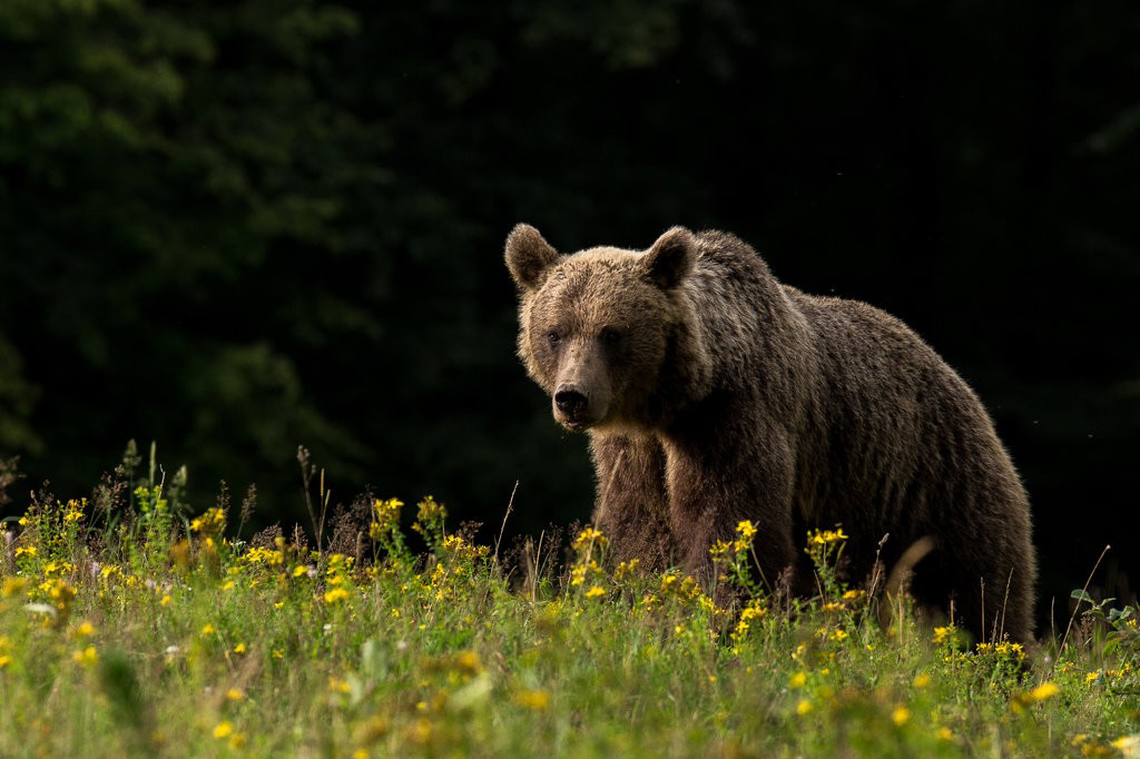ancient cave bears DNA extinct species
