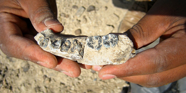 First human fossil discovered in Ethiopia