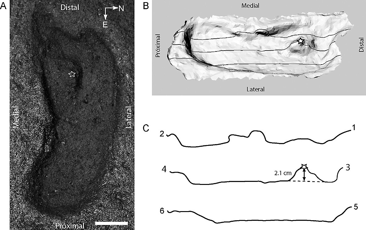 Oldest footprint in the Americas