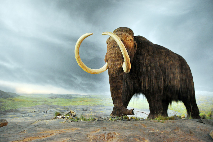 New research sheds light on the Mass Extinction of large Ice Age Mammals