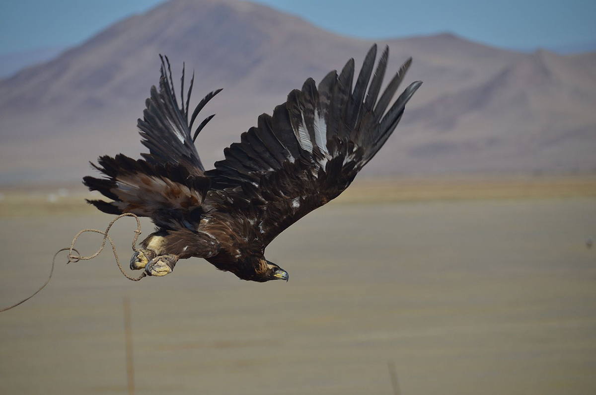 Neanderthals modern humans golden eagle human culture Altai Mountains