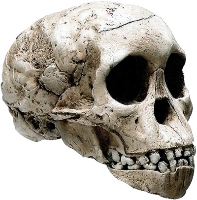 Taung Child Skull Australopithecus africanus