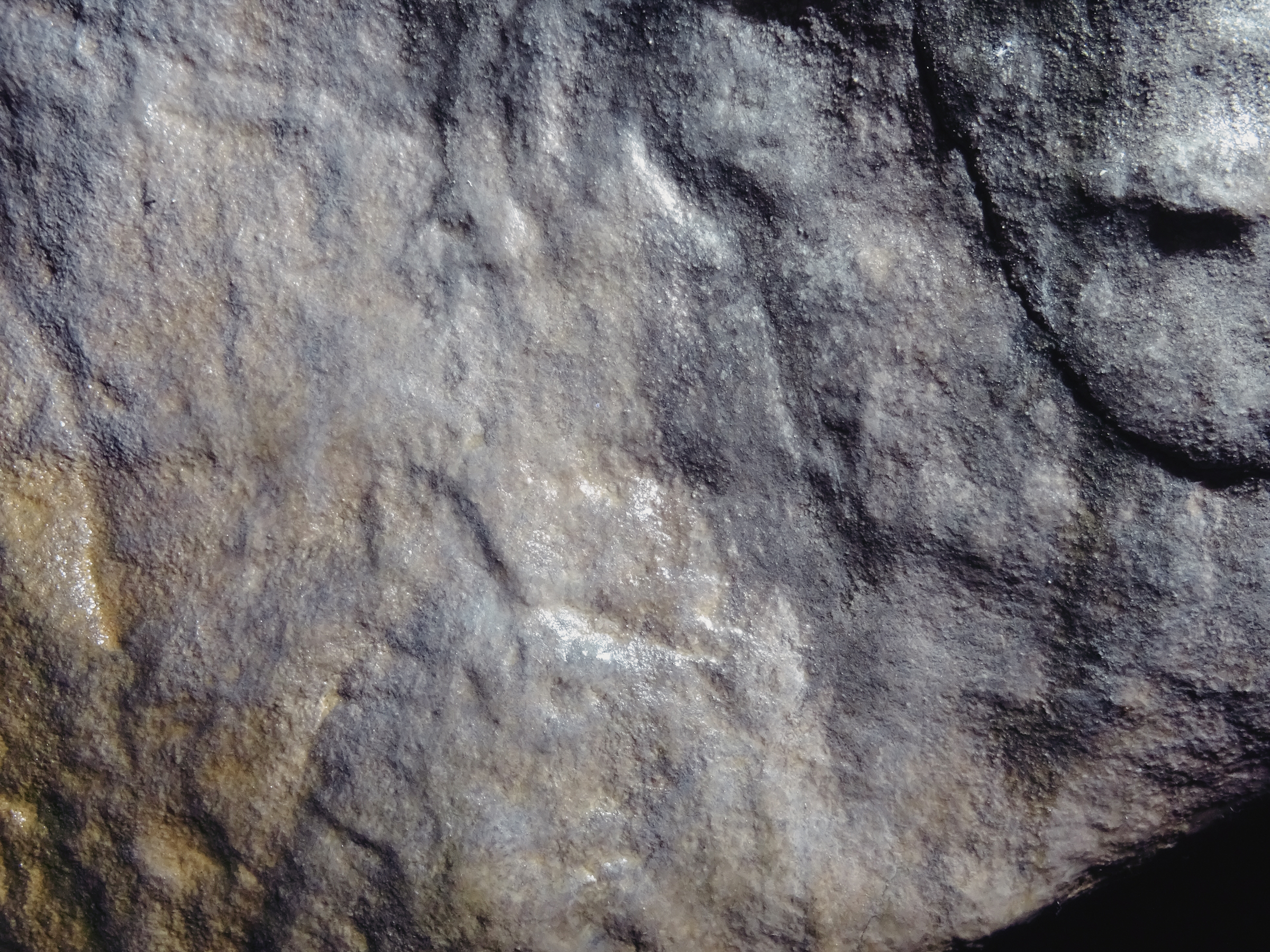 Panel B. Detail of the head, neck and torso (no scale used)