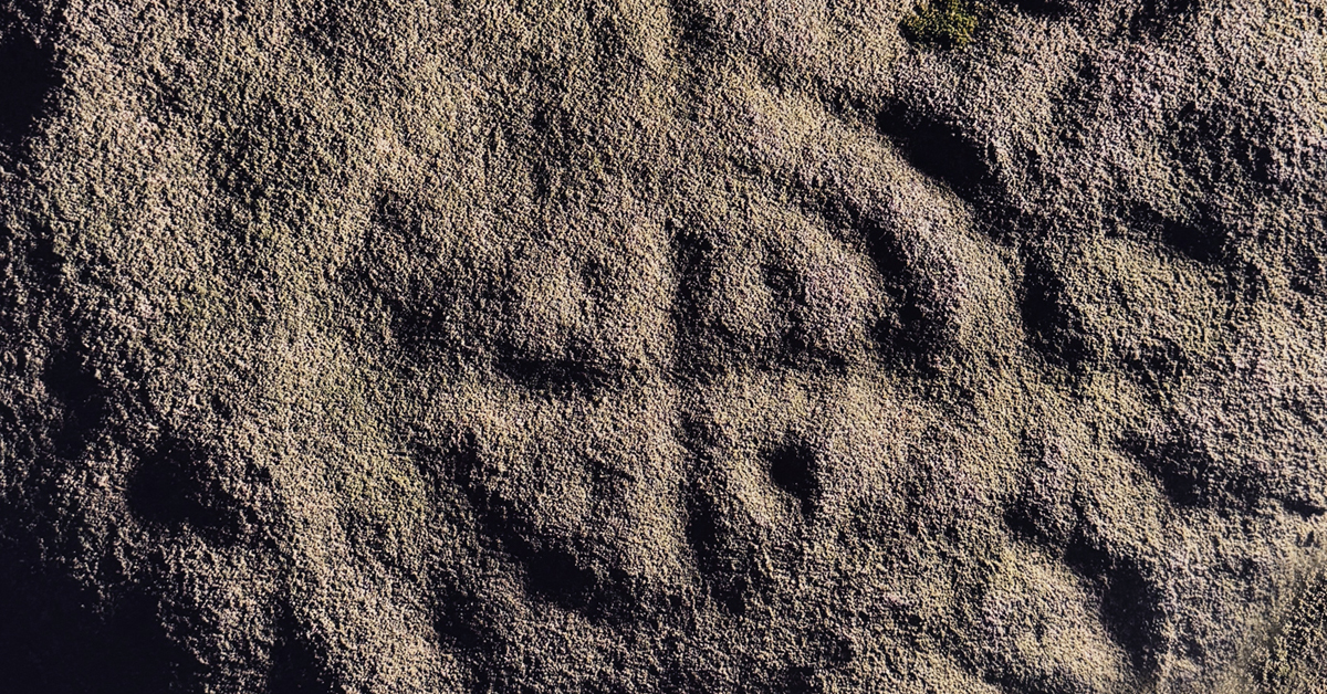 Bradshaw Foundation Twitter