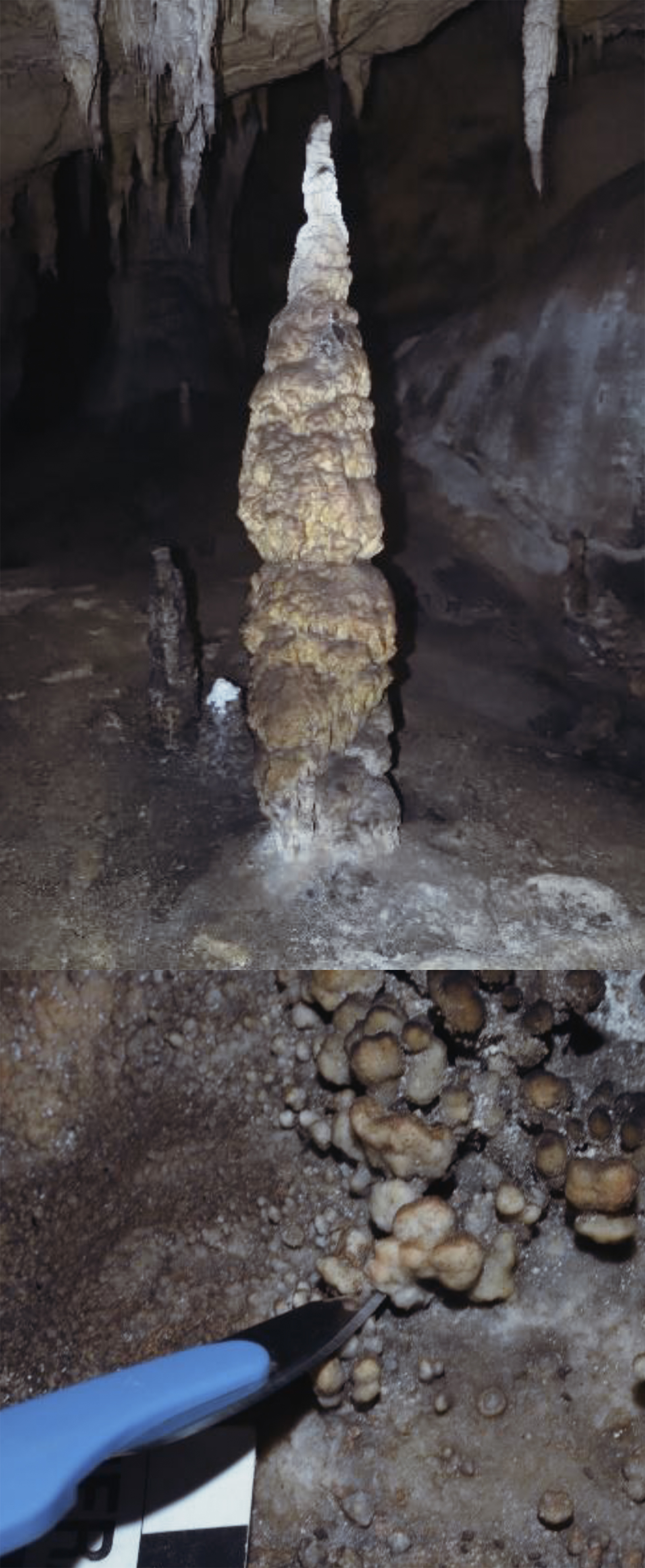 Calcite cauliflowers developed on red pigment that decorated a large vertical stalactite. U/Th dating to obtain minimum dates for the rock art