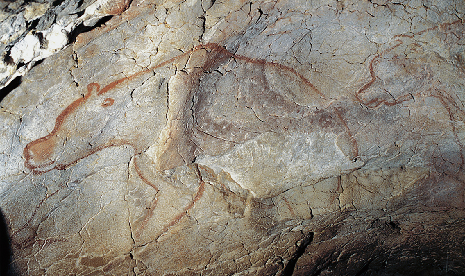 Bear Cave Paintings Chauvet Cave Art France