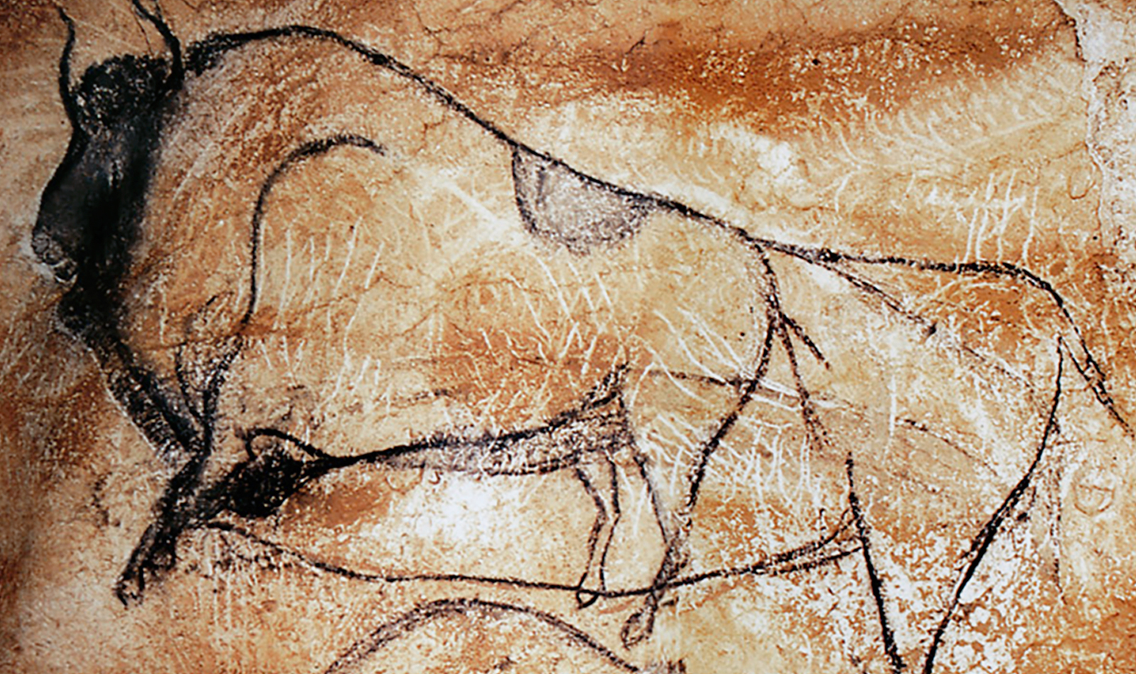 Bison Chauvet Cave Paintings Rock Art France Bradshaw Foundation