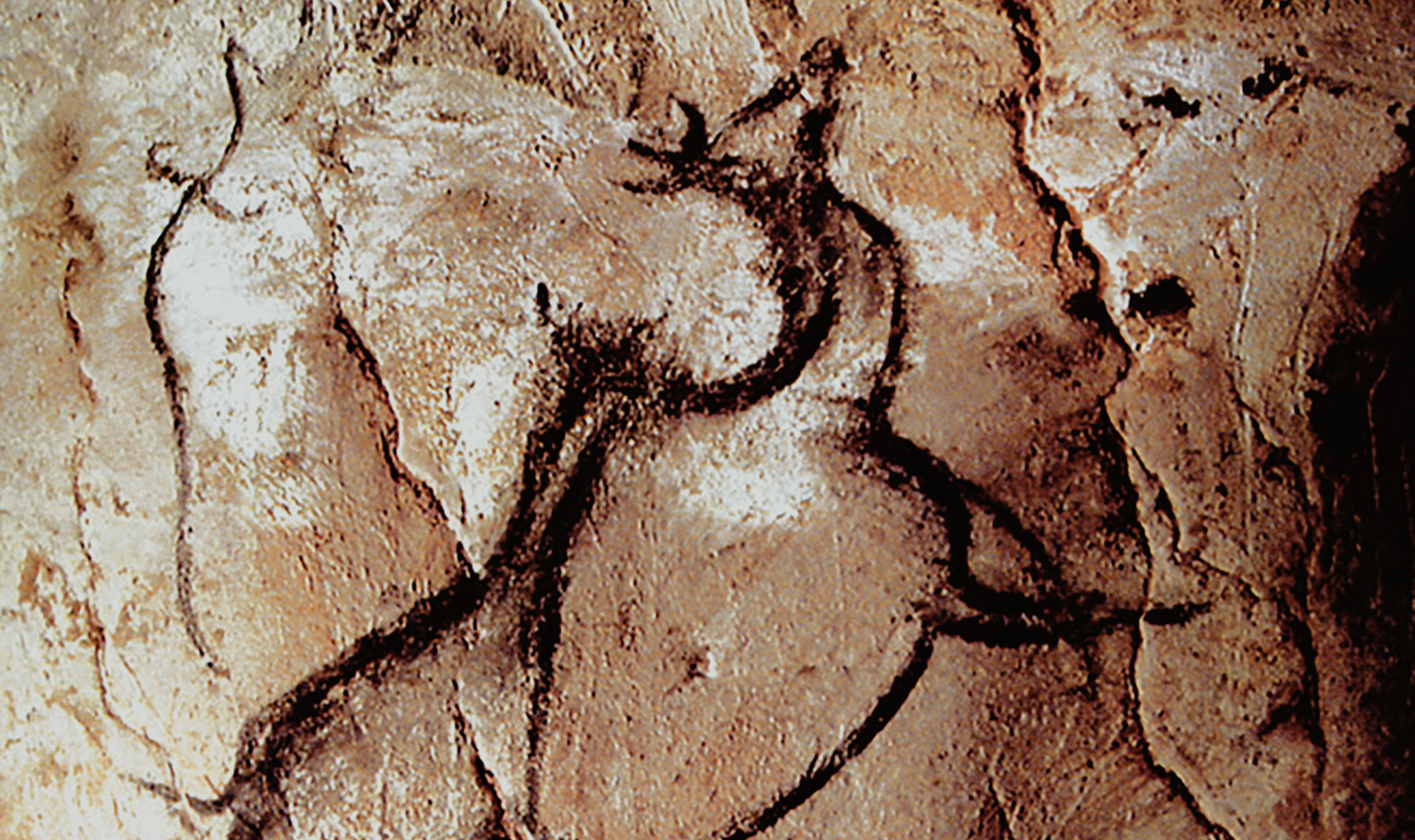 Megaloceros Chauvet Cave Paintings Rock Art France Bradshaw Foundation