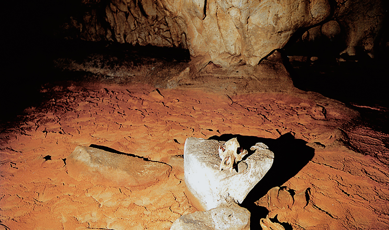 Bear Skull Altar Chauvet Cave Paintings Rock Art France Bradshaw Foundation