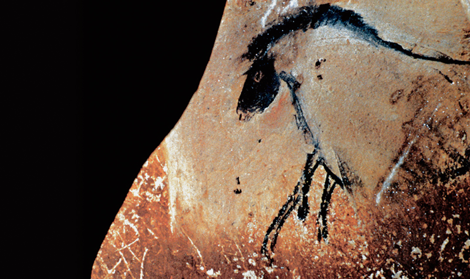 Horse Horses Chauvet Cave Paintings Rock Art France Bradshaw Foundation