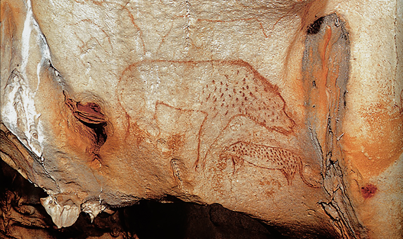 Panther Chauvet Cave Paintings Rock Art France Bradshaw Foundation