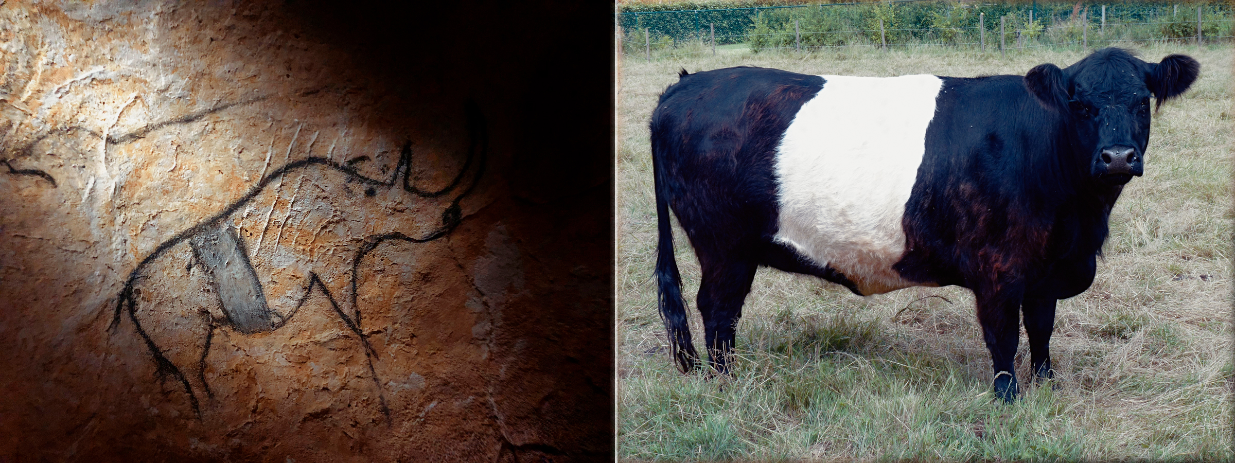 Black Belted Rhinoceros Belted Galloway Cattle Chauvet Cave France