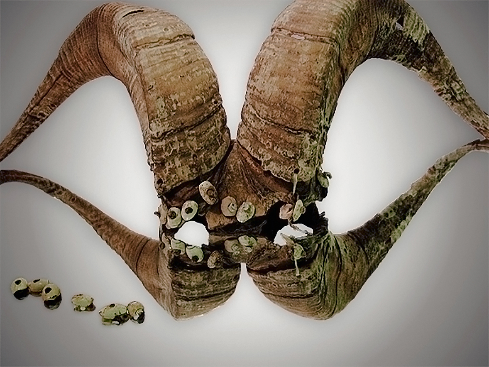 Coso Bighorn Headdress