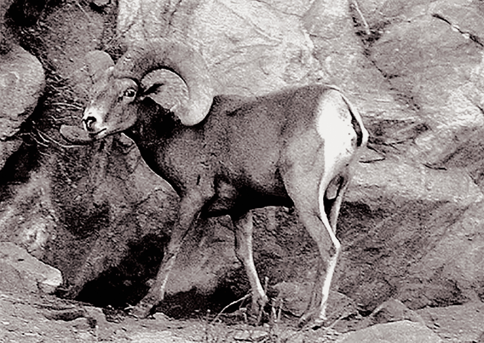 Desert Bighorn Sheep