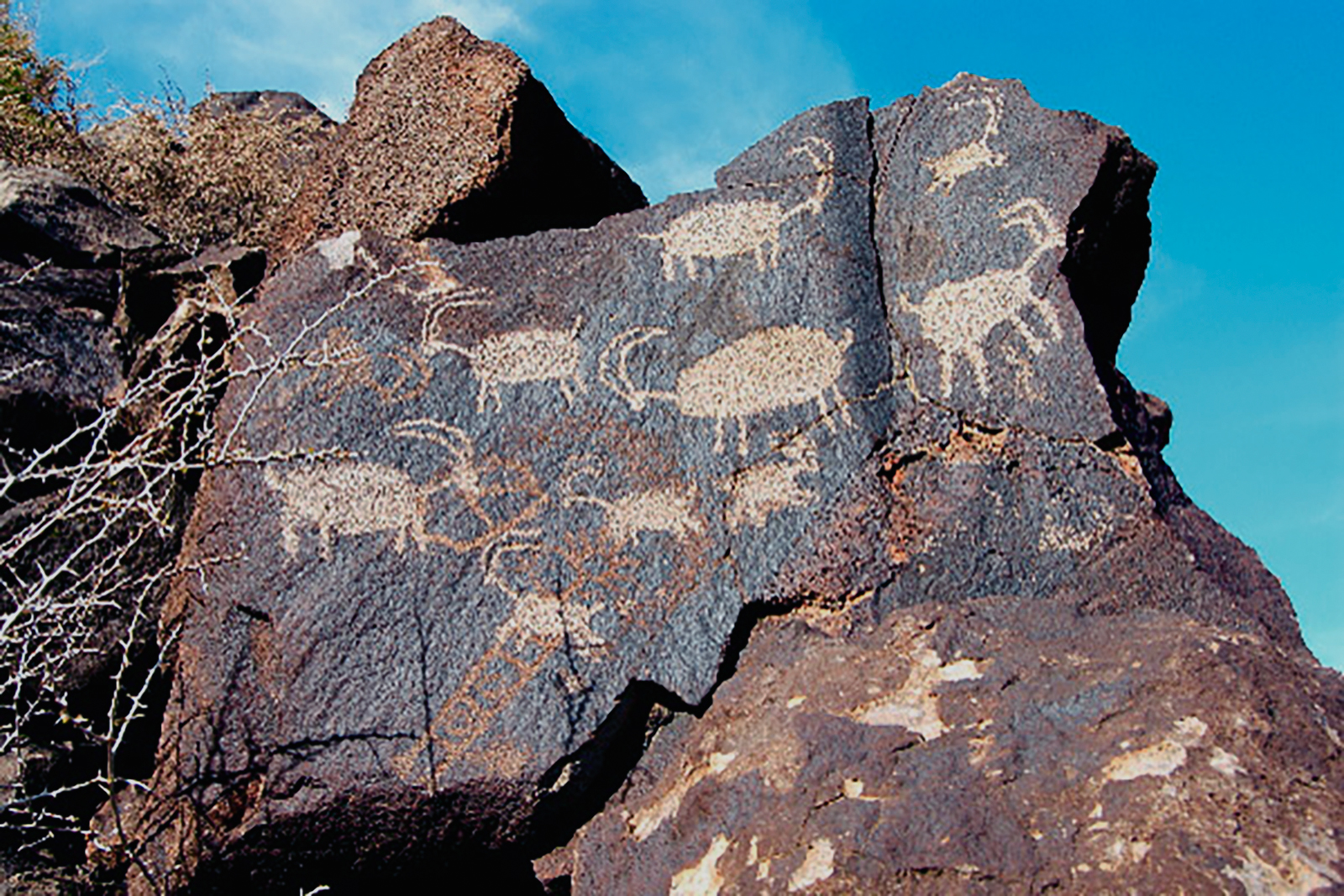 coso bighorn sheep petroglyph