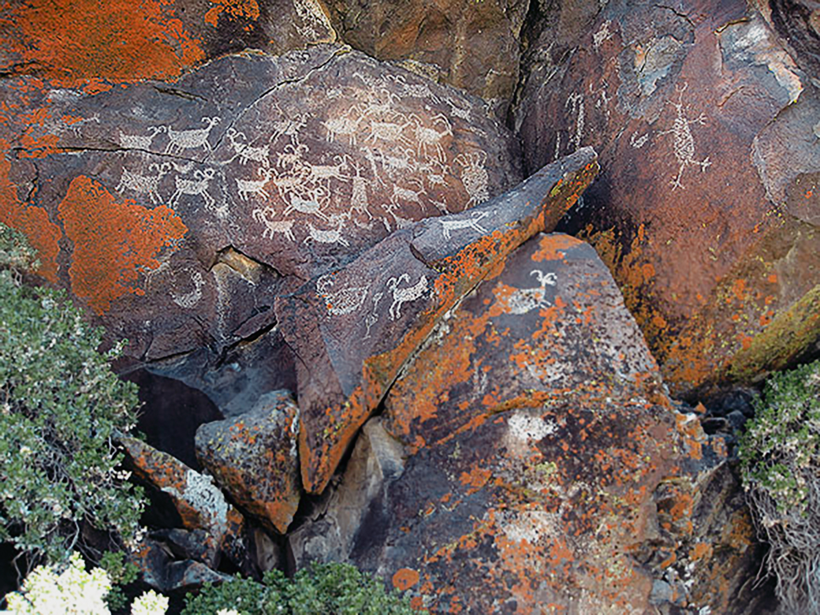 Panel containing many bighorn sheep