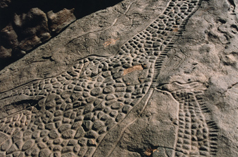 African Rock Art Africa Archaeology Petroglyphs