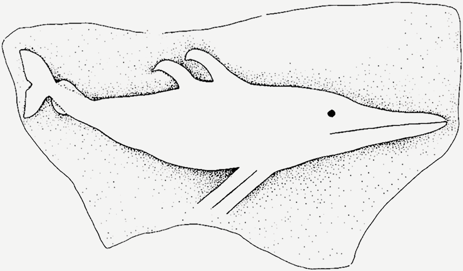 Dolphin Anakena Rapa Nui Sea Marine Creatures Easter Island Rock Art