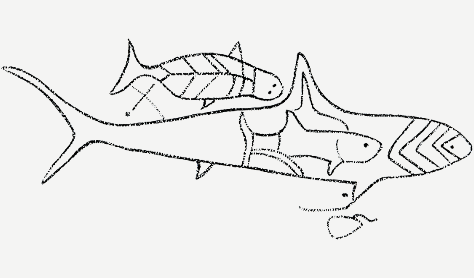 Shark Ava O Kiri Rapa Nui Sea Marine Creatures Easter Island Rock Art