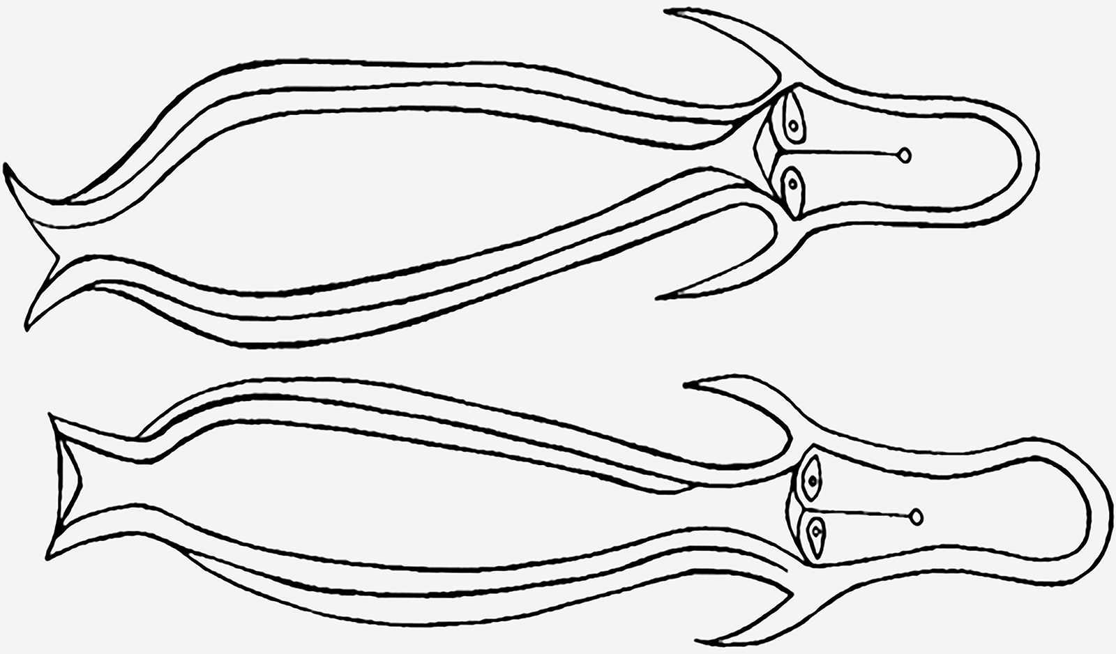 Dos Caras Anakena Rapa Nui Sea Marine Creatures Easter Island Rock Art