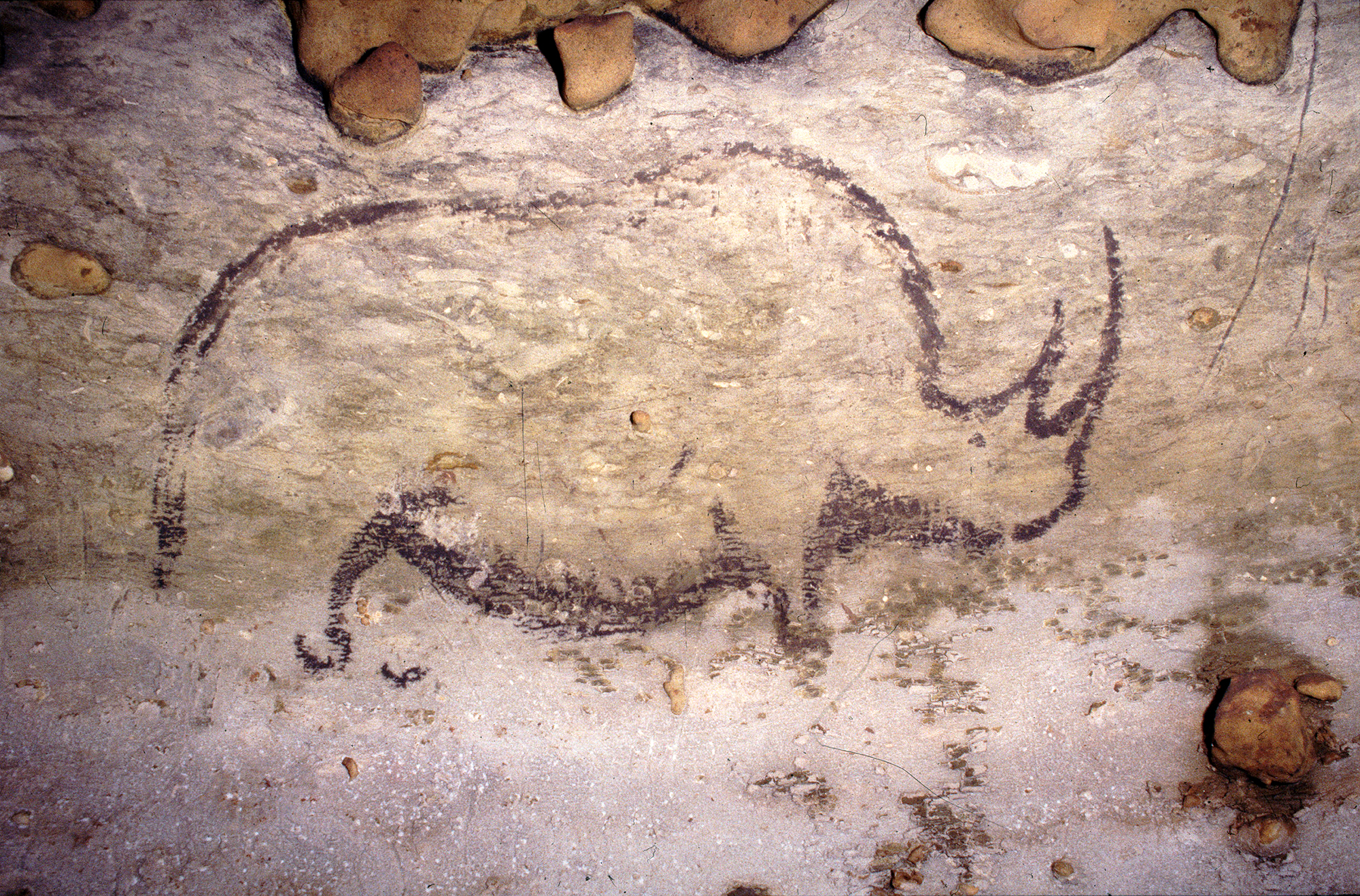 Rhino from the Rouffignac Cave