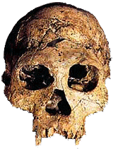 Homo Dmanisi Skull