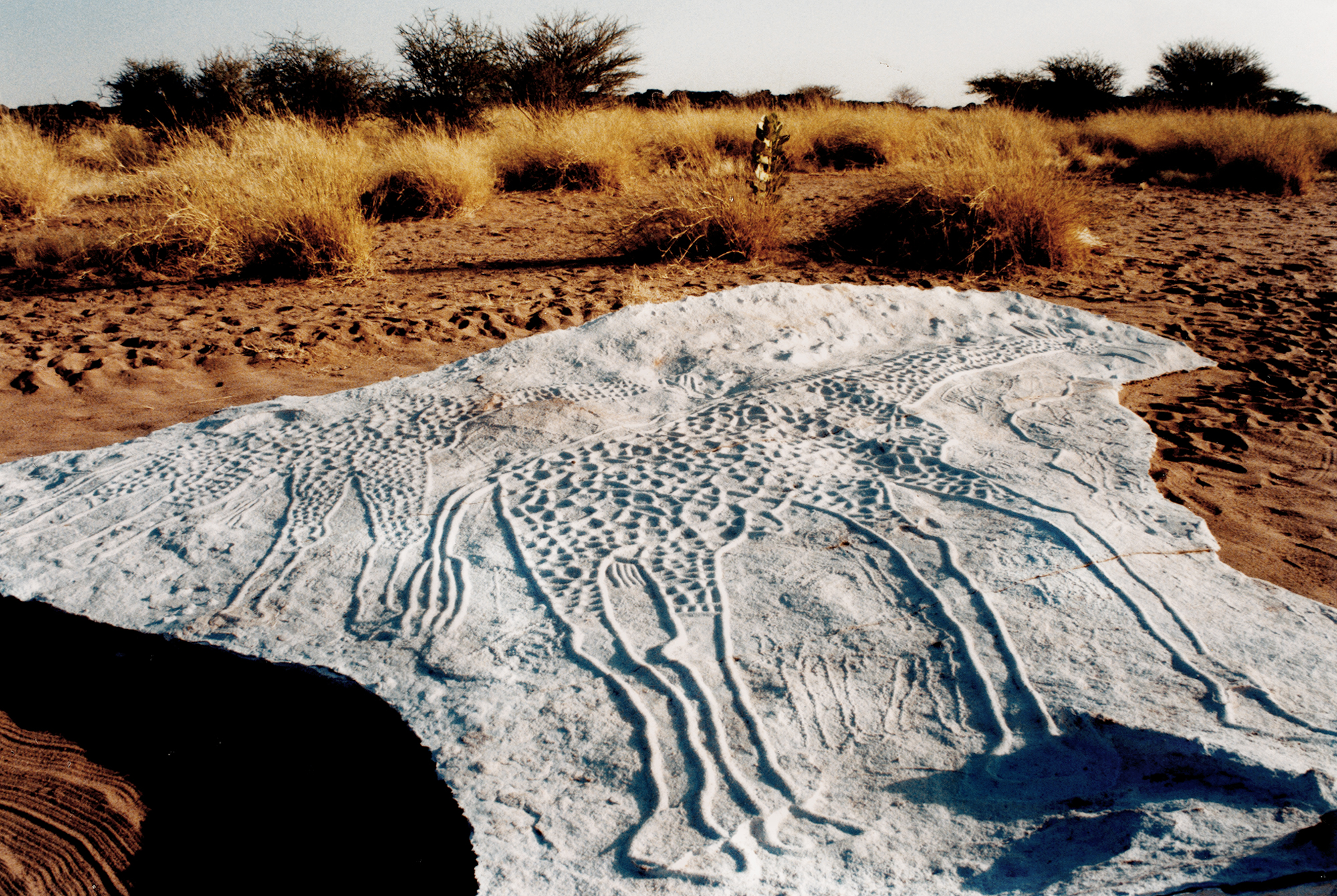 Rock Art Carvings Giraffe Giraffes Africa Niger Namibia