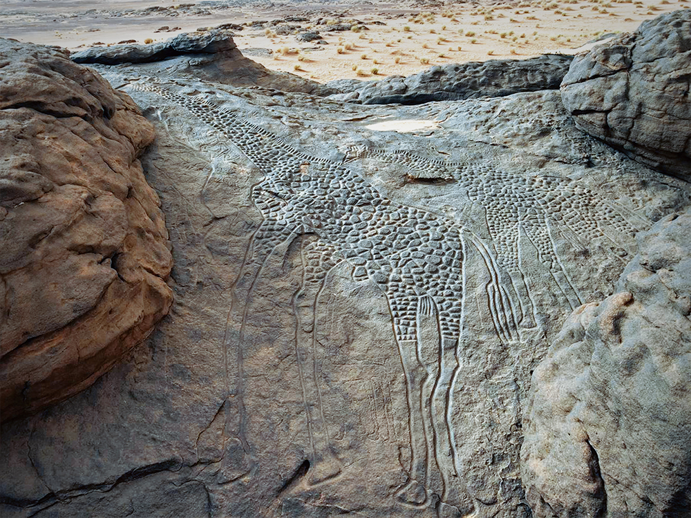 Rock Art Carvings Giraffe Giraffes Africa Niger Dabous Petroglyph Petroglyphs