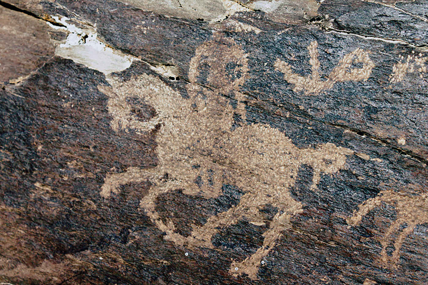 Ibex Motif Iran Iranian Rock Art Bradshaw Foundation