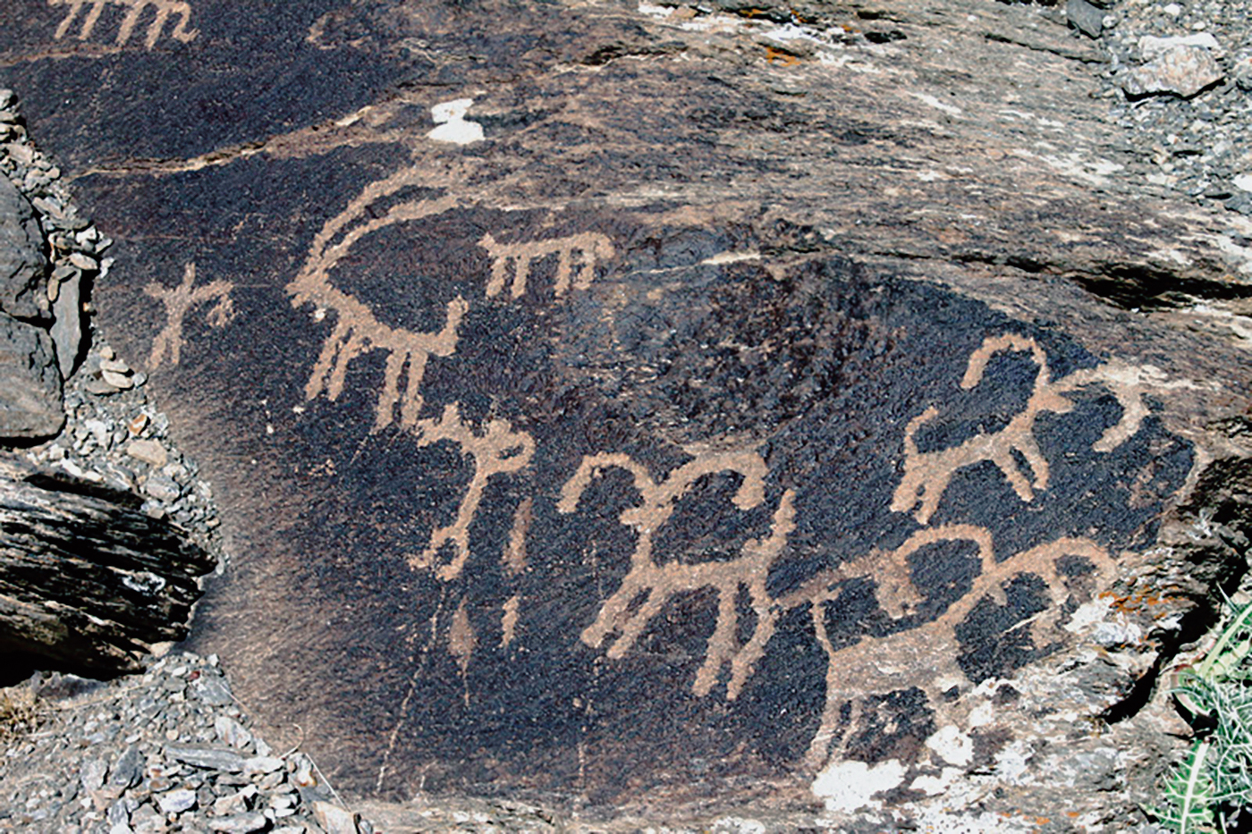 Ibex Motif Iran Iranian Rock Art Bradshaw Foundation