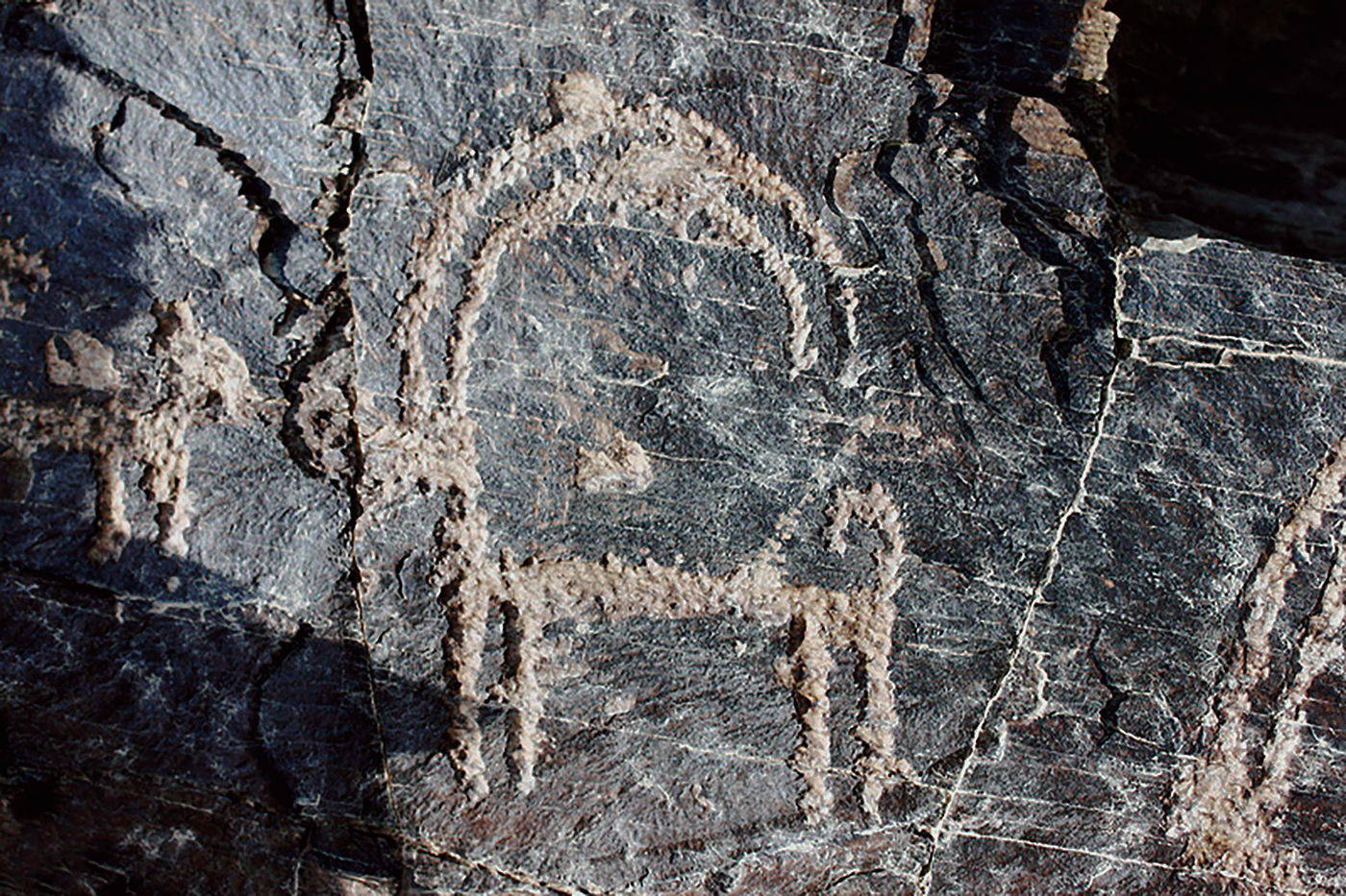 Ibex Motif Iran Iranian Rock Art Bradshaw Foundation