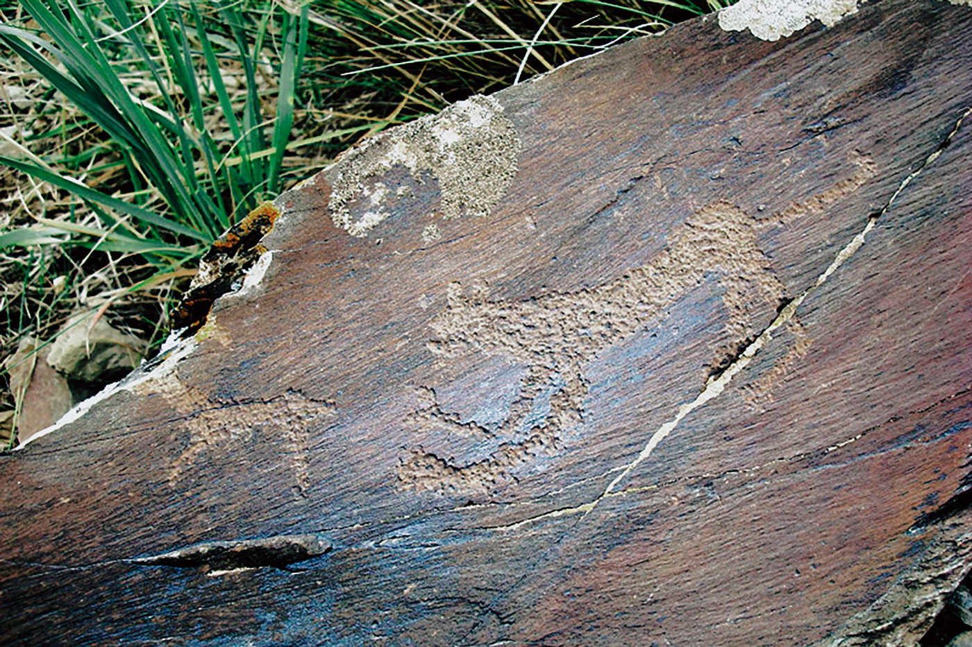 TIbex Motif Iran Iranian Rock Art Bradshaw Foundation