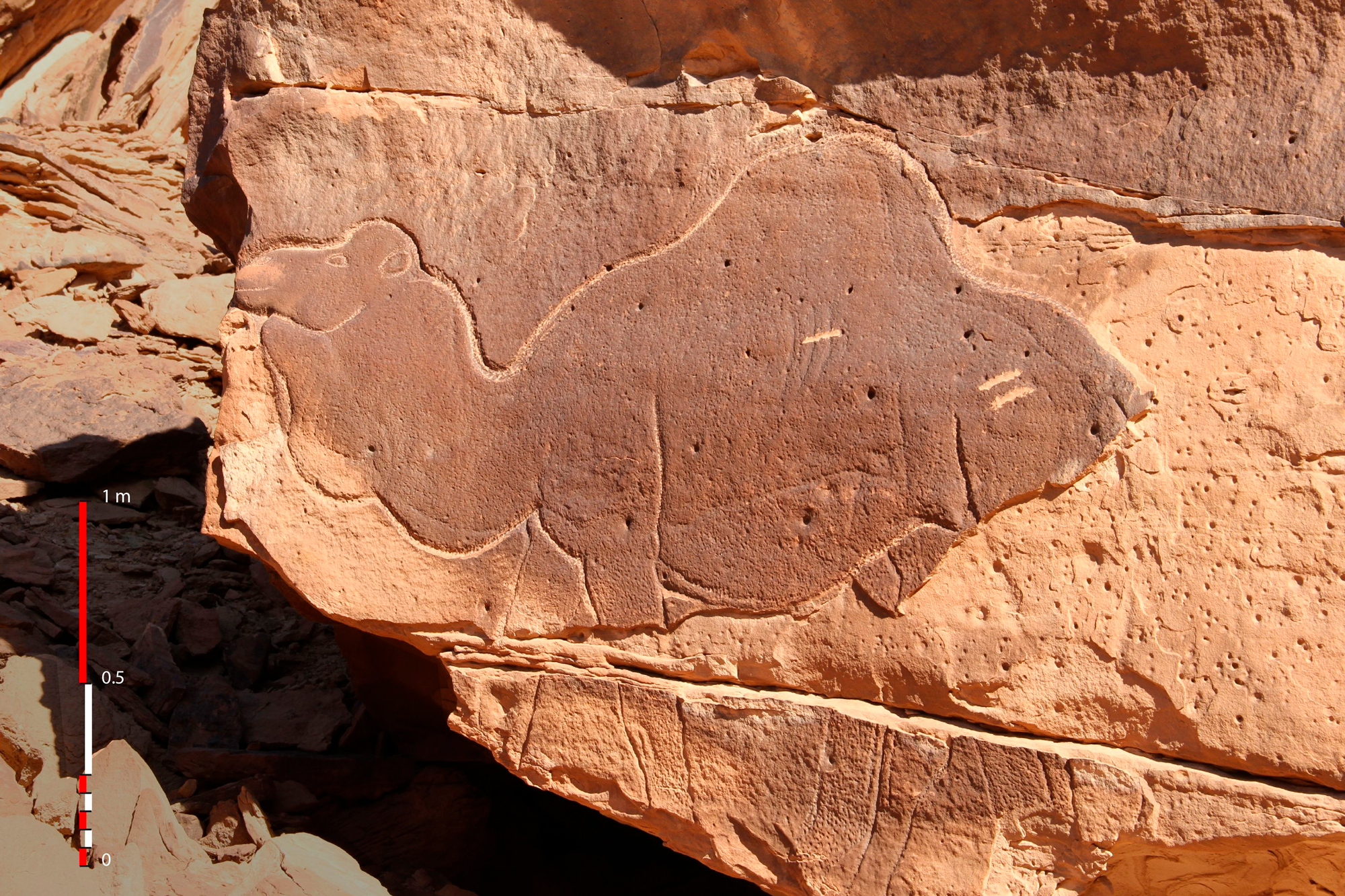 Naturalistic engraving of a camel near Dumat al Jandal