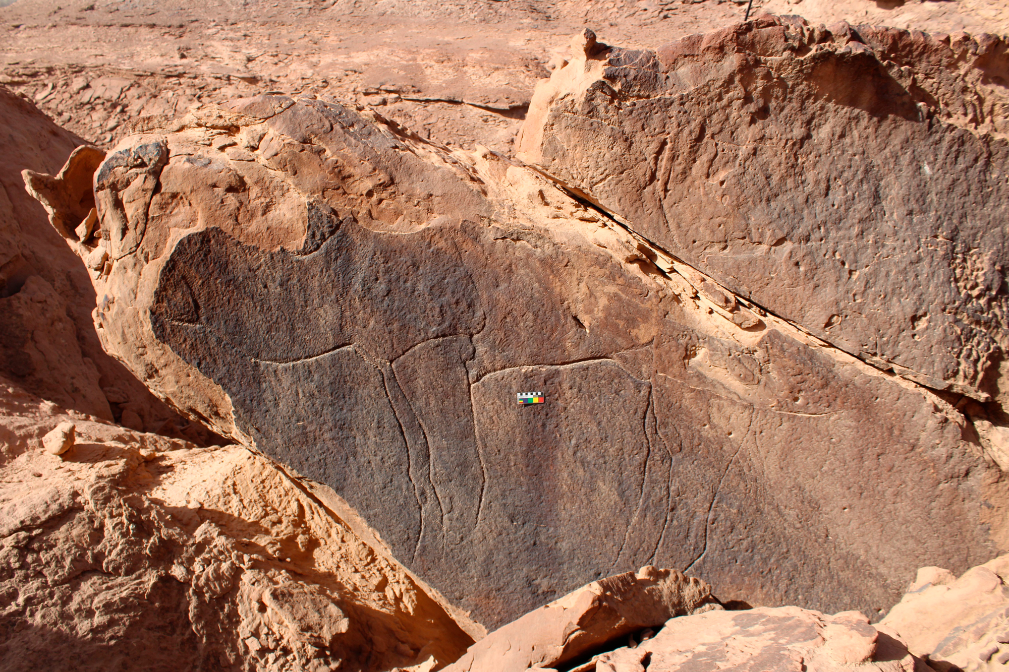 Legs, neck, abdomen and hump of a large, naturalistic camel engraving near Dumat al Jandal
