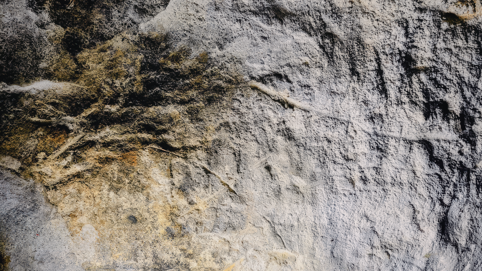An engraving depicting the front quarters of a cervid deer, in a cave in south-west Ireland