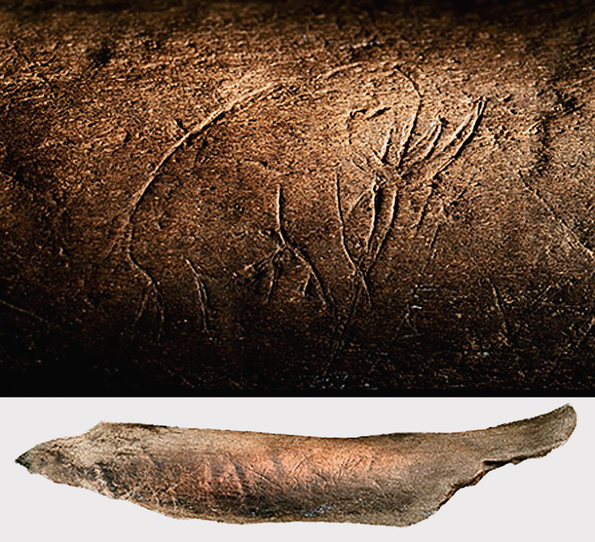 Discovery of Mammoth Carving on Fossil Bone