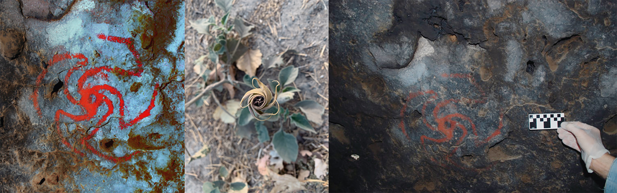 Scientists now believe that the pinwheel rock drawing (left) represents the flower itself instead of the shaman's trance experience. Image: Devlin Gandy. Like the rock painting, the Datura flower (centre) spirals out in a pinwheel-like shape. Image: Melissa Debulamanzi. An on site size comparison (right) of the quid fibers to the pinwheel painting