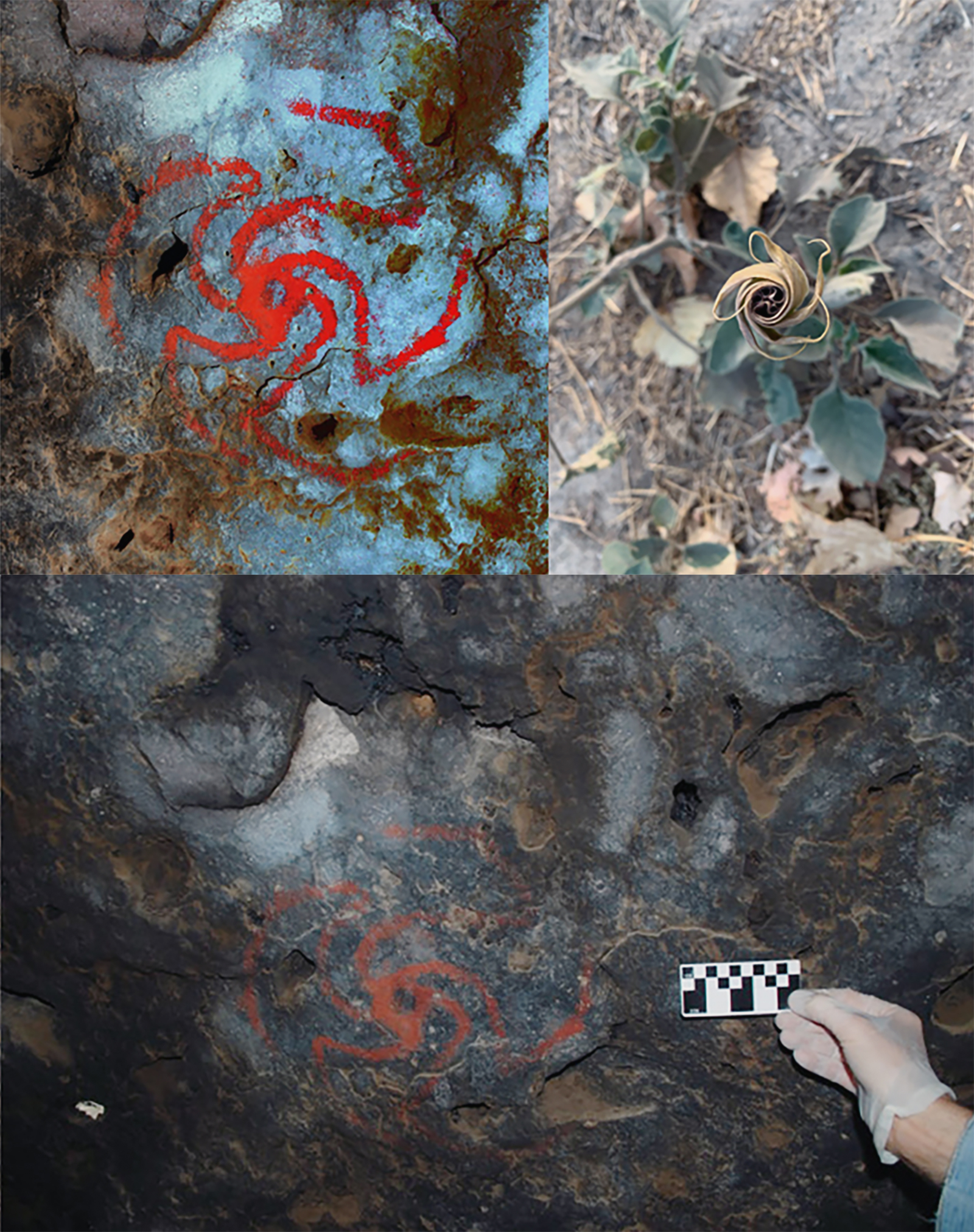 Scientists now believe that the pinwheel rock drawing (left) represents the flower itself instead of the shaman's trance experience. Image: Devlin Gandy. Like the rock painting, the Datura flower (centre) spirals out in a pinwheel-like shape. Image: Melissa Debulamanzi. An on site size comparison (right) of the quid fibers to the pinwheel painting