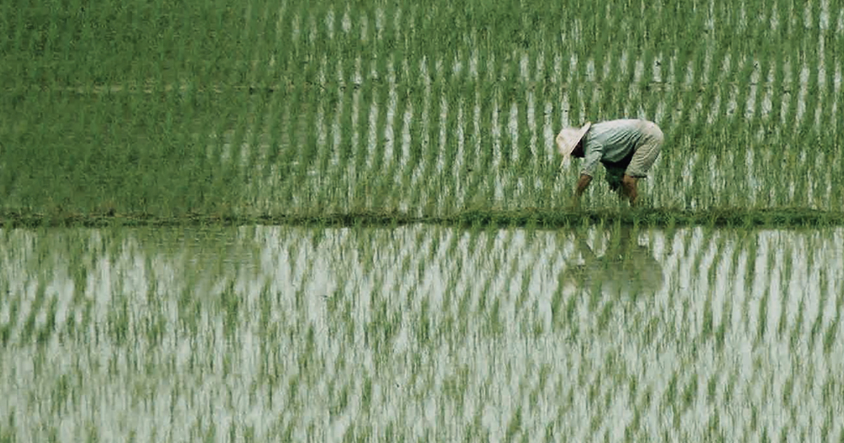 Chinese Rice Trap Oldest evidence of domesticated rice in China