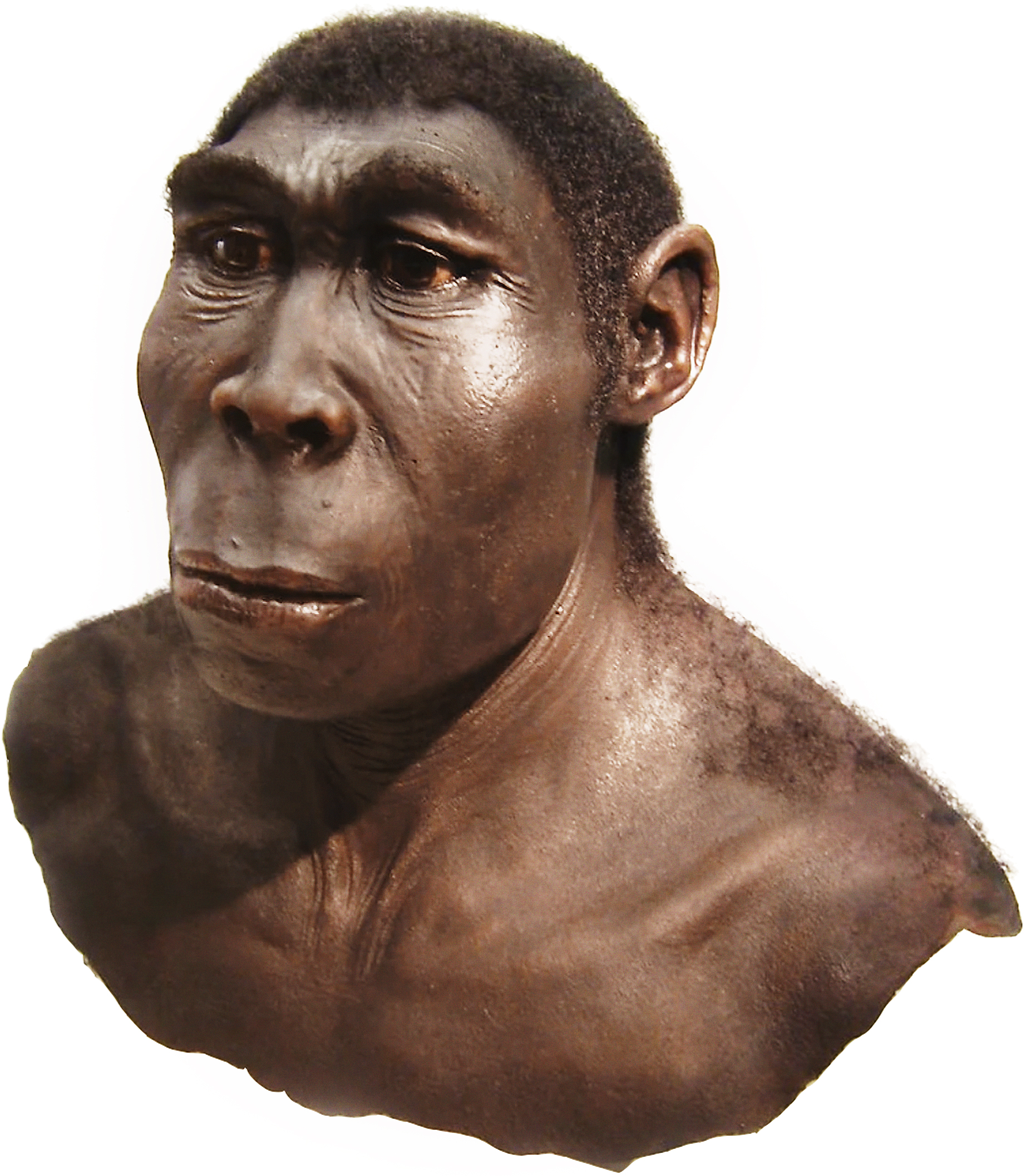 Homo Erectus B8R06639 3B Scientific Hominid Skull Model Homo