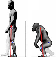 bipedalism bipedal