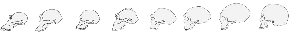 Human Evolution Brain Size Hominin Skulls