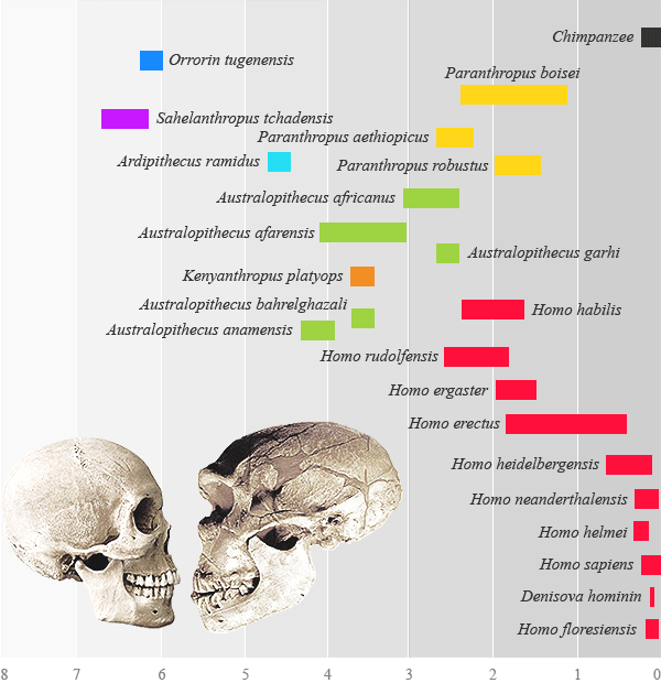 Australopithecus afarensis