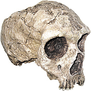 Neanderthal Homo neanderthalensis