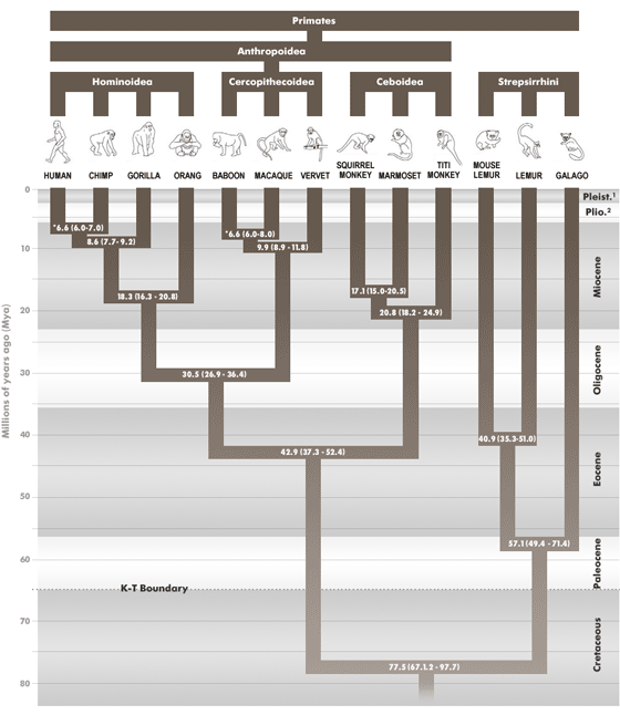 Human Evolution Phylogeny Order Primates Divergence Dates