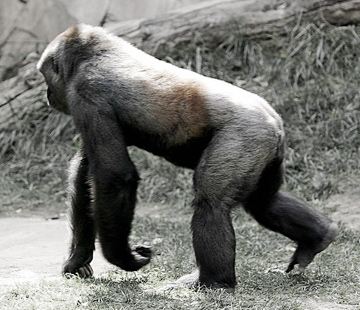 ape chimp gorilla knuckle walking ancestor
