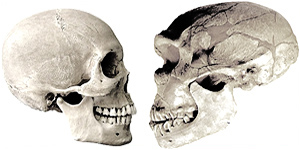 Homo sapien Neanderthal Skull Skulls